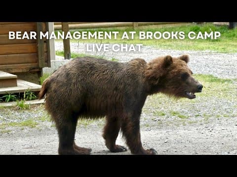 Bear Management at Brooks Camp | Brooks Live Chat
