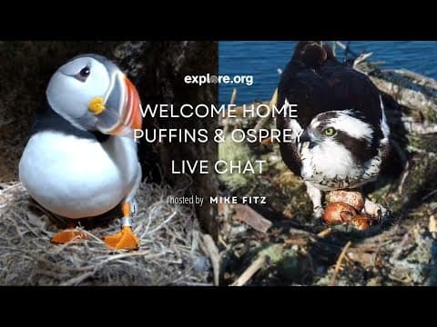 Welcome Home Puffins and Osprey | Explore Live Events