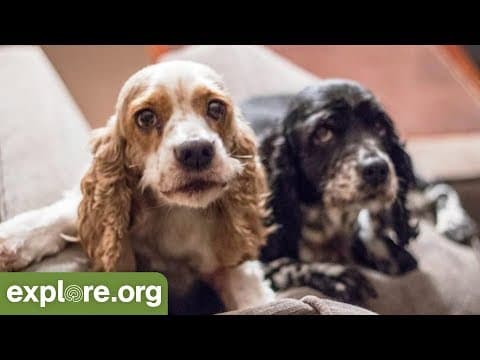 Everything You Need to Know about Old Friends - Live Chat