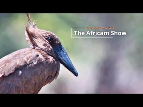 Birds & Antelope | The Africam Show | August 5