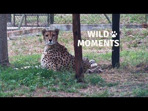New-born Cheetah Cubs | Wild Moments | May 1