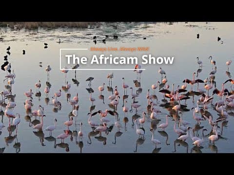 Waterbucks, Elephants & Crocodiles | The Africam Show