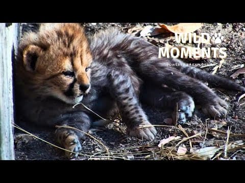 Cubs & Chicks | Wild Moments | May 29