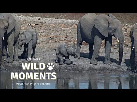 Adorable Baby Animals And Curious Cats | Wild Moments