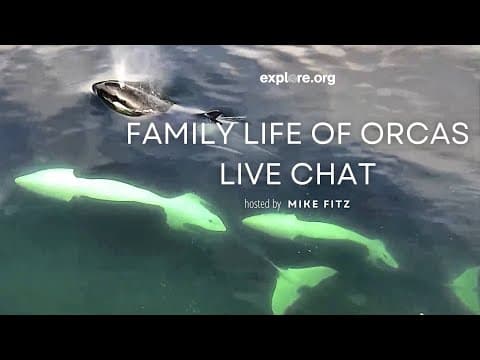 Family Life of Orcas | Live Chat