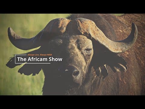 The Africam Show | 11.29.22