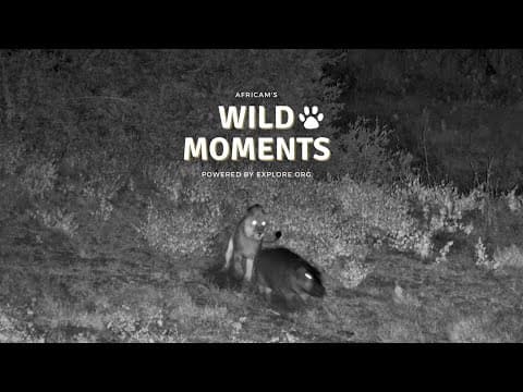Lion Stalks Hippo! | Wild Moments | April 24