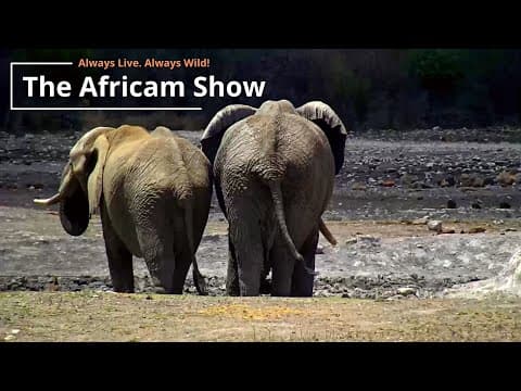 Elephants & Birds | The Africam Show