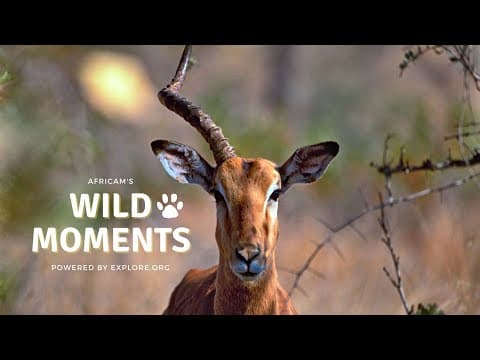 Animal Injuries | Wild Moments