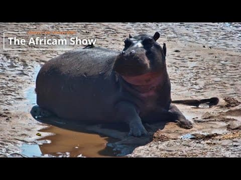 Hippos and Elephant | The Africam Show | September 9