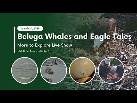 Beluga Whales and Eagle Tales | More to Explore Live Show