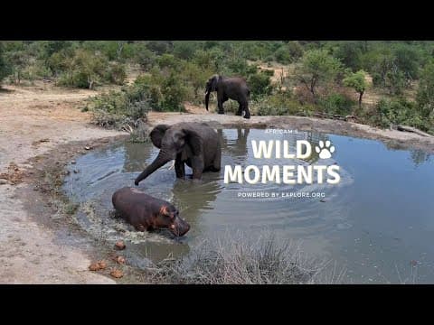 War At The Waterhole | Wild Moments