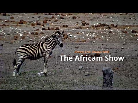 Birds & Scavengers | The Africam Show