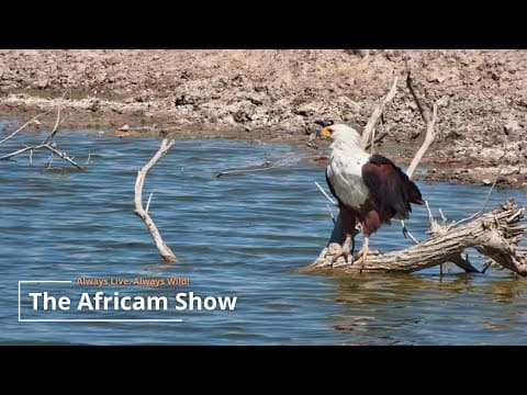 Birds By The Water | The Africam Show | November 12