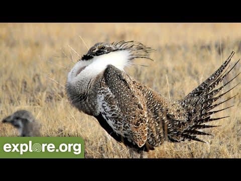 Learn About Sage Grouse With Mike Fitz & Pat Diebert