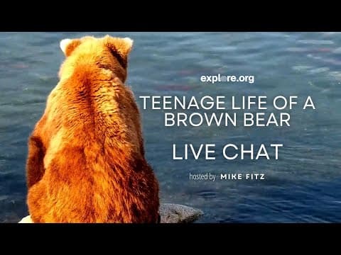 Teenage Life of a Brown Bear | Brooks Live Chat