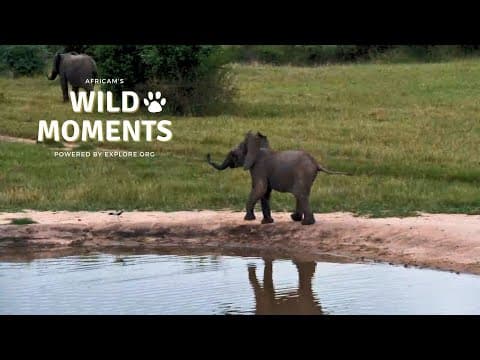 Funny Elephants & Terrapins | Wild Moments | February 20