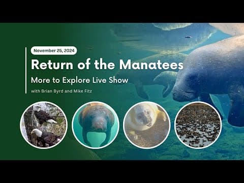 Return of the Manatees | More to Explore Live Show