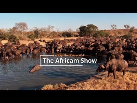 Buffalo & Elephants | The Africam Show | July 8