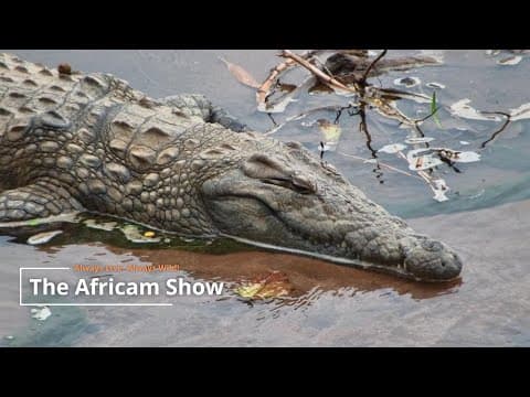 The Africam Show | November 25