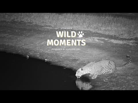 Leopard, Mongoose And Elephants | Wild Moments | March 20