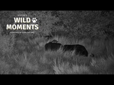 Lions, Hippo & A Genet! | Wild Moments | September 18