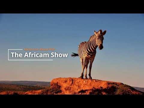 Stripes & Spots | The Africam Show | May 27