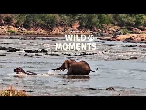 Hippos, Hyena and Elephants: Best Highlights of the Week (August 6) | Wild Moments
