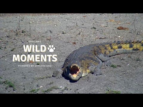 Reptiles | Wild Moments