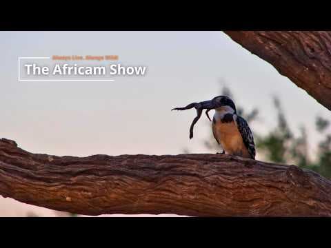 LIVE Virtual Safari Q&A (July 28): Hippos & Elephants | The Africam Show