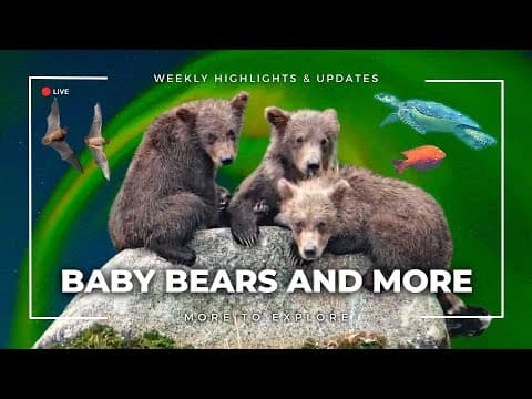 Baby Bears and More | More to Explore