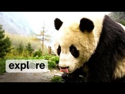Zen Den - Panda Bears 3