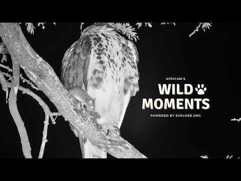 Animal Interactions at Night: Best Highlights of the Week (July 23) | Wild Moments