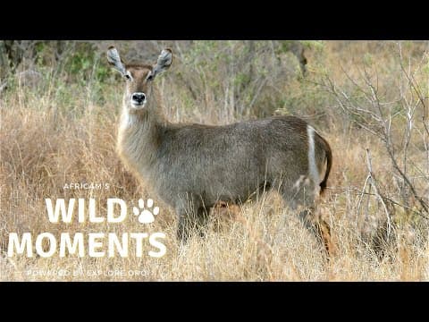 Lions Mating, Waterbuck Escapes Croc | Wild Moments Show 4.7.22