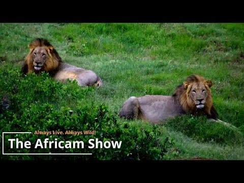 The Africam Show | January 9th, 2024