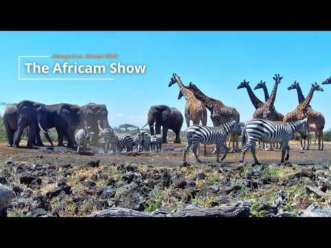 World Wildlife Day | The Africam Show | March 3
