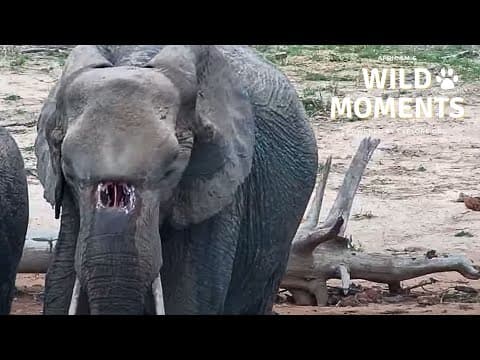 Elephants, Leopard & Porcupine | Wild Moments | December 5