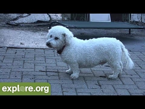 Old Friends Senior Dogs - Live Chat