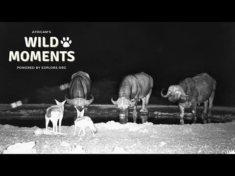 Crocodiles, Jackal & Baboons | Wild Moments | October 23