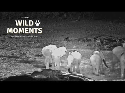 Elephants, Antelope & Birds | Wild Moments | April 3