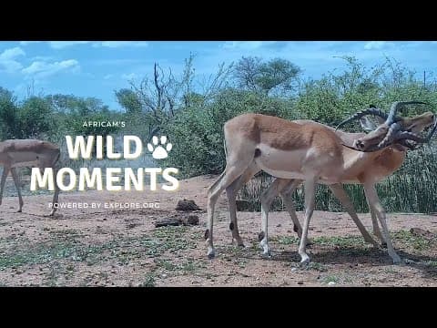 Animal Fights | Wild Moments Show | April 18