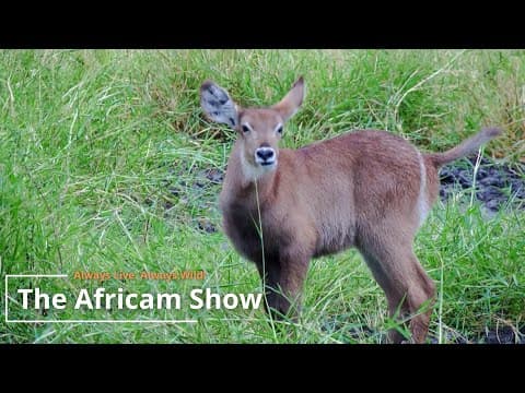Crocodiles & Antelope | The Africam Show | March 26