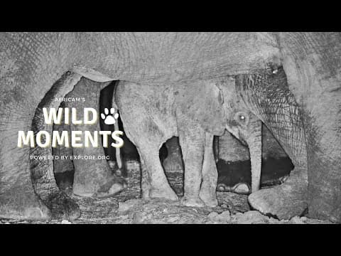 Cute Babies & Seaside Critters | Wild Moments