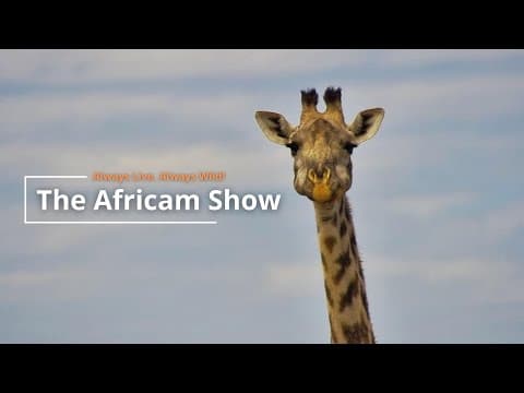 Elephants and Giraffes | The Africam Show