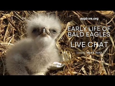 Early Life of Bald Eagles Live Chat | Explore Live Events