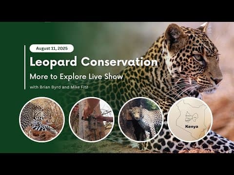 Leopard Conservation | More to Explore Live Show