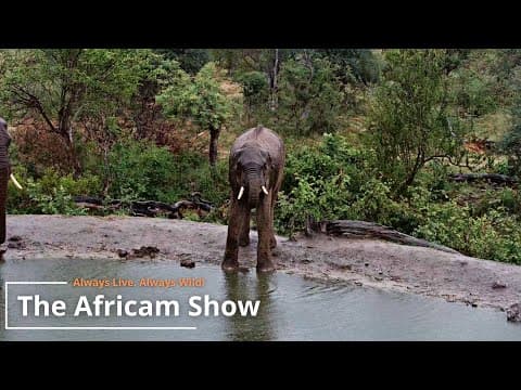 Elephants & Hippos | The Africam Show