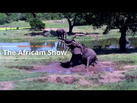 Elephants, Giraffe and Antelope on The Africam Show