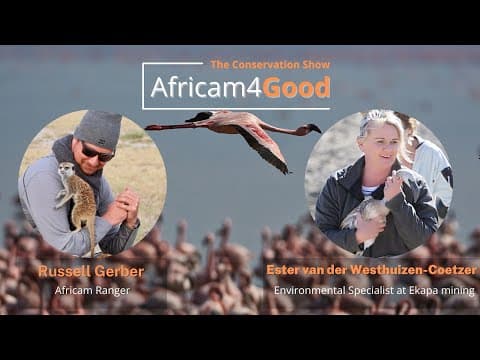 Africam4Good | Flamingos with Ester van der Westhuizen-Coetzer