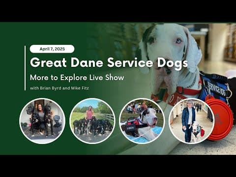 Great Dane Service Dogs | More to Explore Live Show